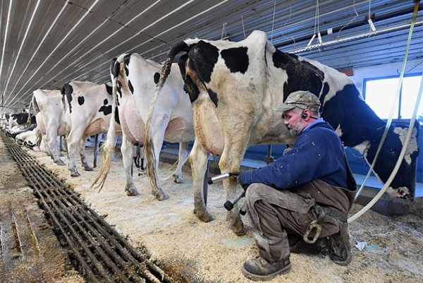 Family & Small Dairy Farms
