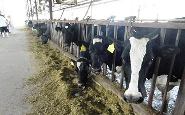 印尼引入中國牛奶91香蕉污版APP，保障每日萬